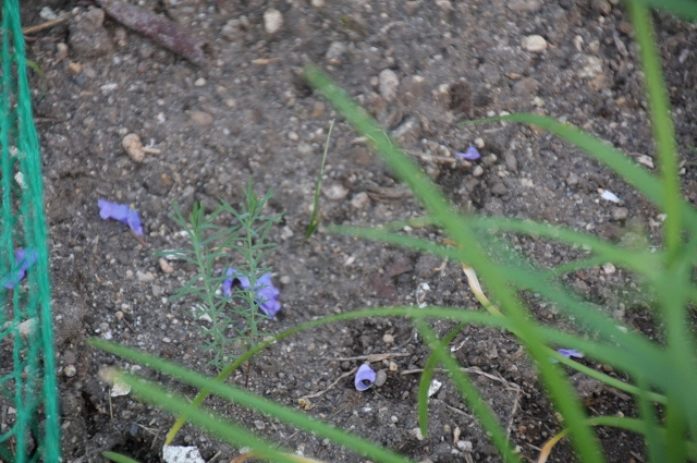 ファイル 92-9.jpg