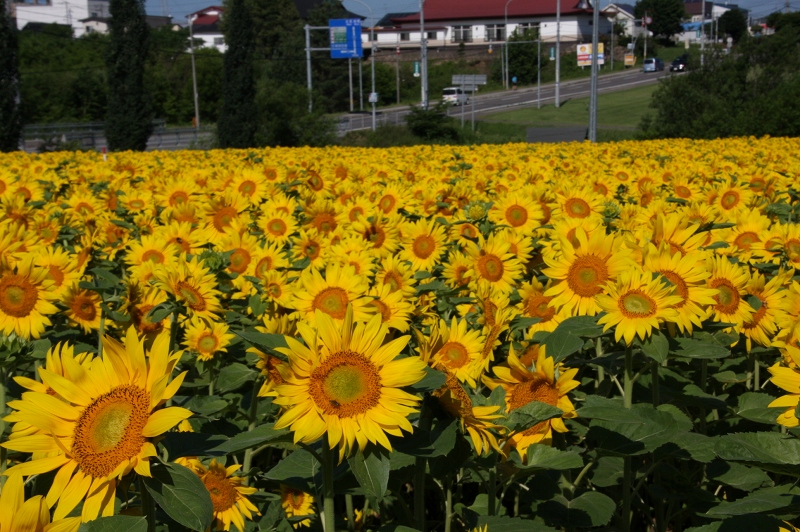 ファイル 95-1.jpg