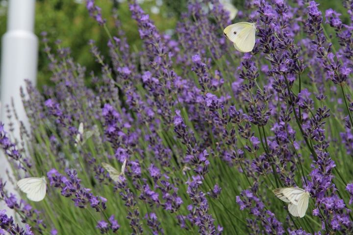 ファイル 98-2.jpg