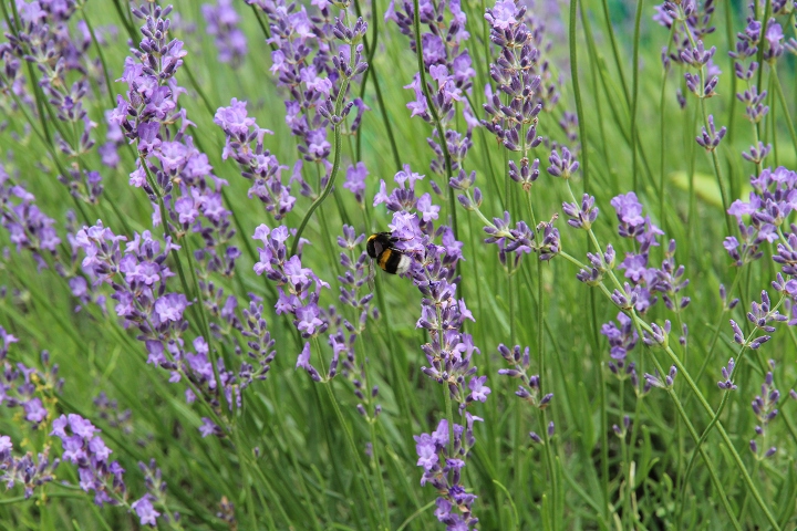 ファイル 98-3.jpg