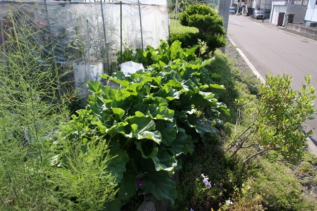 ファイル 99-1.jpg