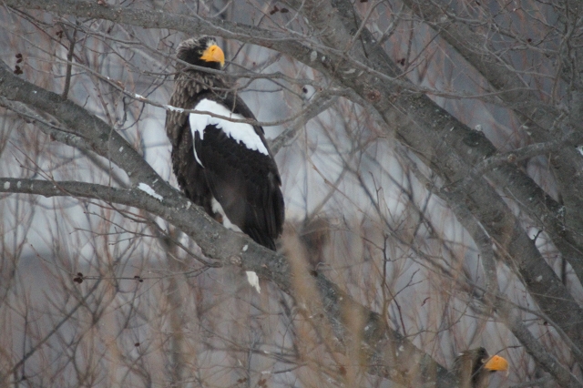 ファイル 1-2.jpg