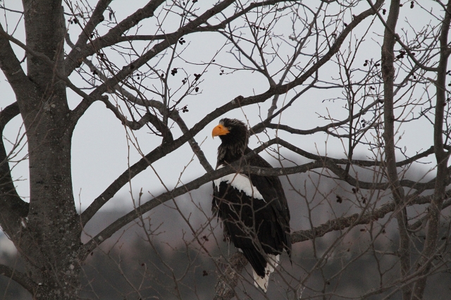 ファイル 1-3.jpg