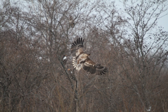 ファイル 1-5.jpg