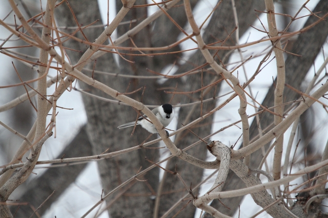 ファイル 1-7.jpg