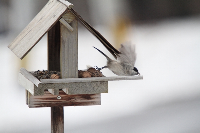 ファイル 1-8.jpg