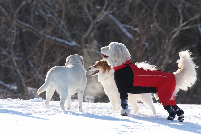 ファイル 10-1.jpg