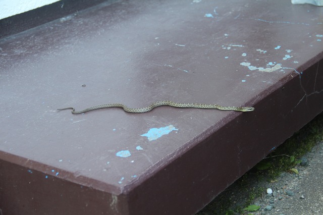 ファイル 105-2.jpg