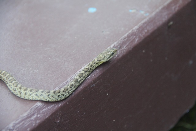 ファイル 105-3.jpg