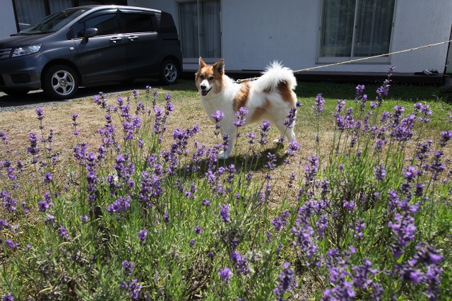 ファイル 108-5.jpg