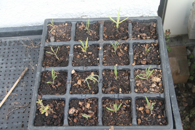 ファイル 108-7.jpg