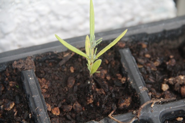 ファイル 108-8.jpg