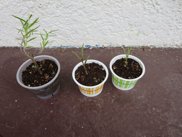 ファイル 112-5.jpg