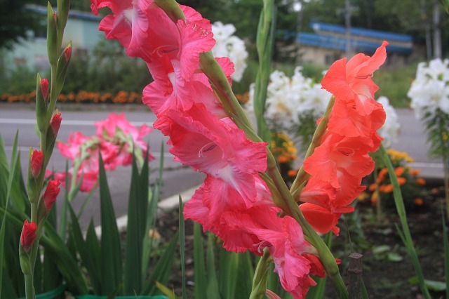 ファイル 118-2.jpg