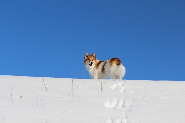 ファイル 12-1.jpg