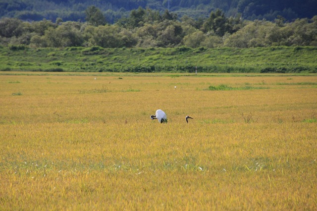 ファイル 121-1.jpg