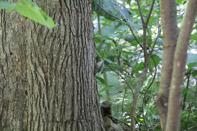 ファイル 122-2.jpg