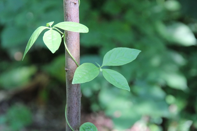 ファイル 122-4.jpg