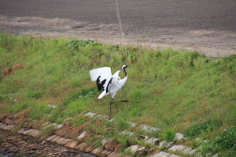 ファイル 135-8.jpg