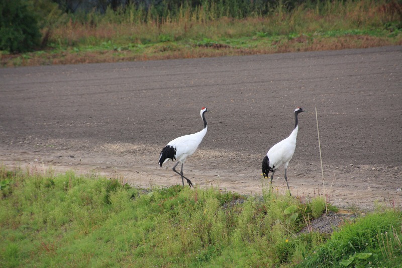 ファイル 135-9.jpg