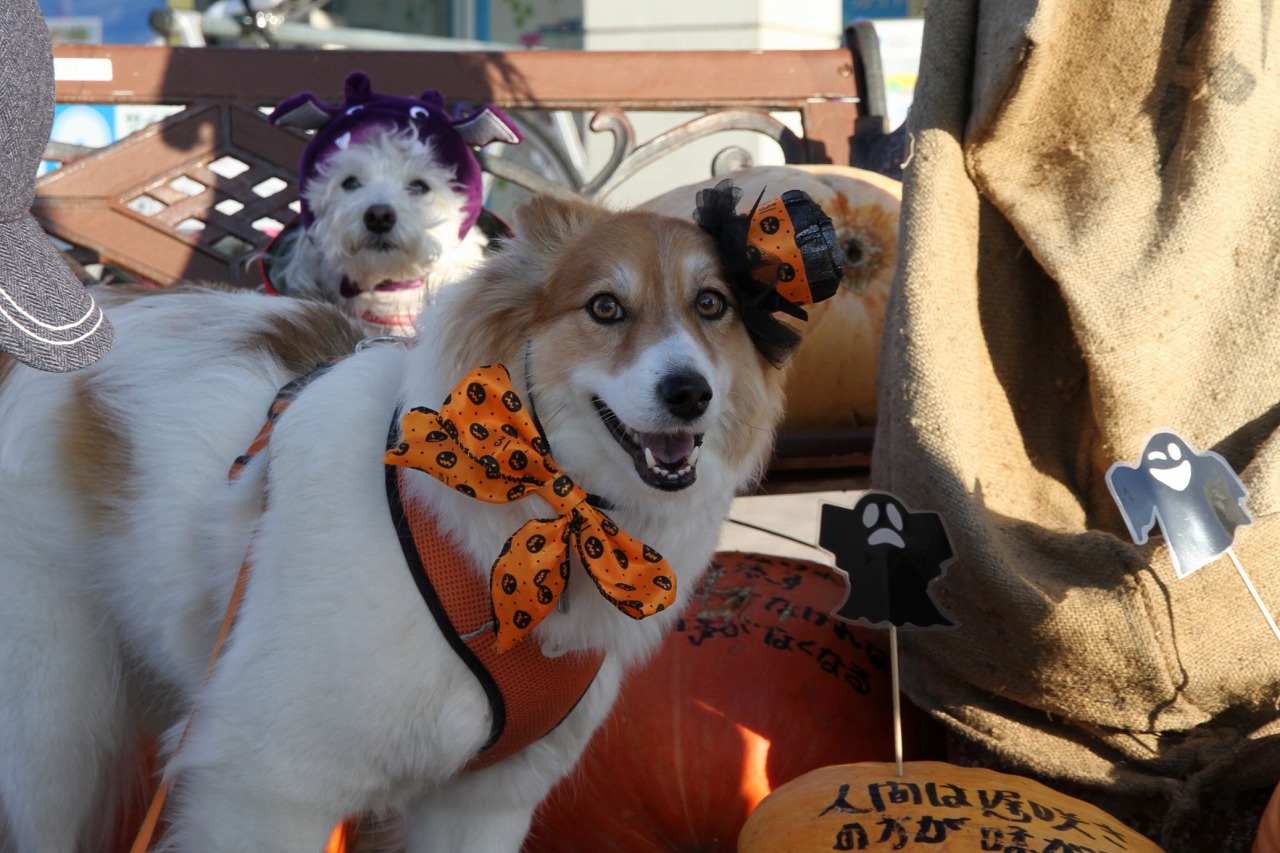 ファイル 147-8.jpg