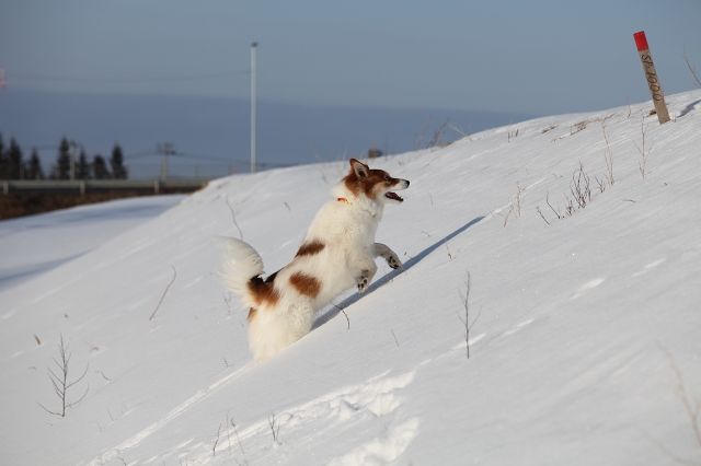 ファイル 17-3.jpg