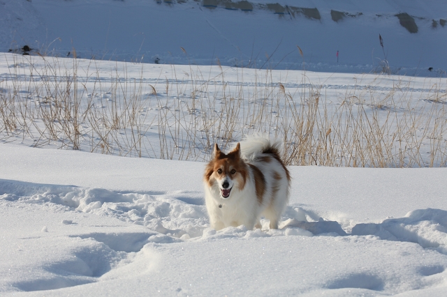 ファイル 17-8.jpg