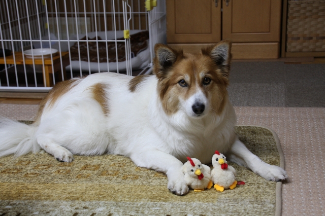 ファイル 2-2.jpg