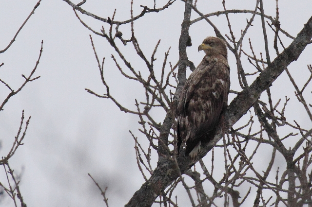 ファイル 25-1.jpg