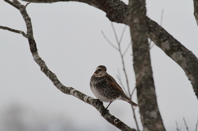 ファイル 25-3.jpg