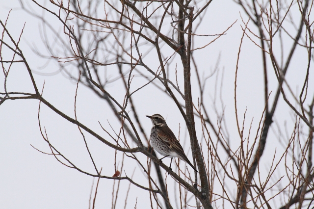 ファイル 25-4.jpg