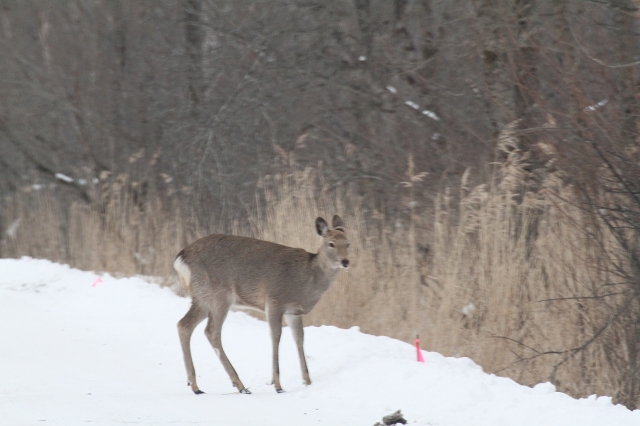 ファイル 25-5.jpg