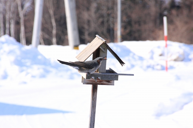 ファイル 29-1.jpg