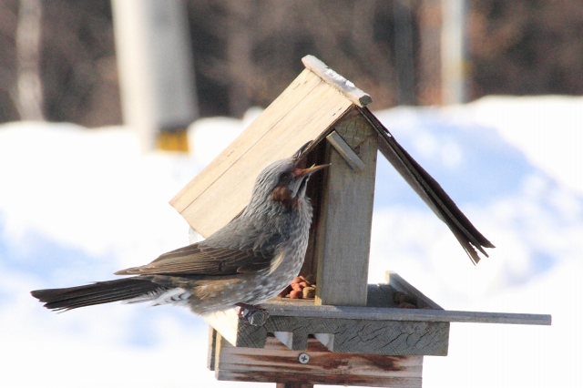 ファイル 29-2.jpg