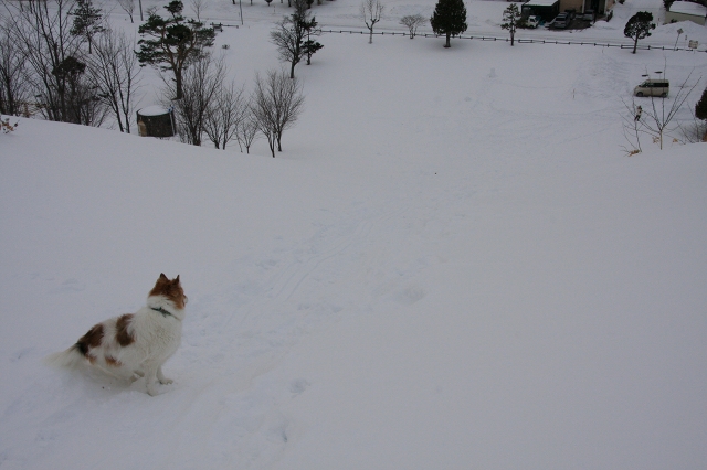 ファイル 29-6.jpg