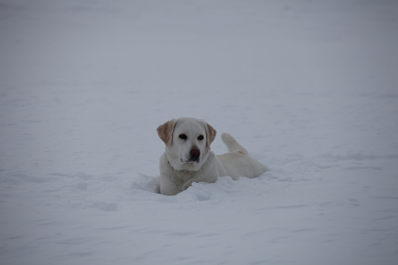 ファイル 31-1.jpg