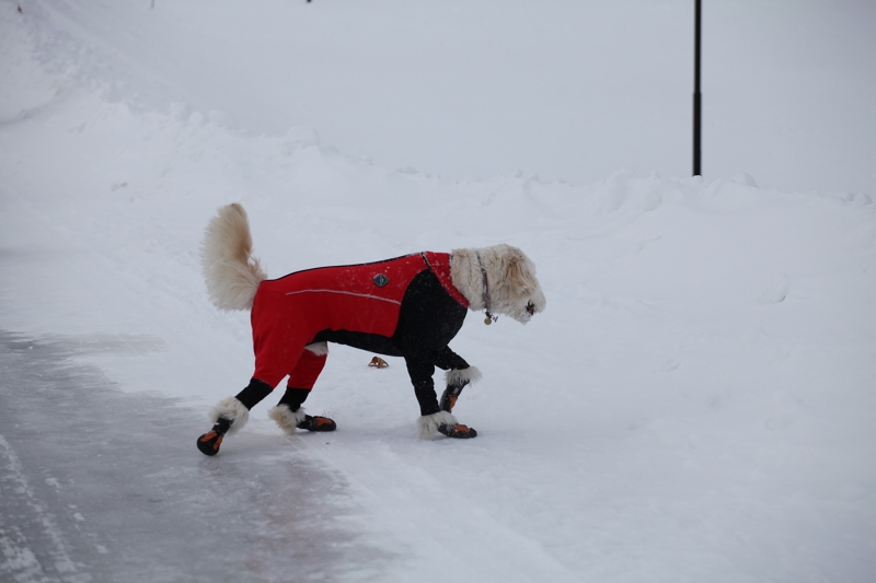 ファイル 31-2.jpg