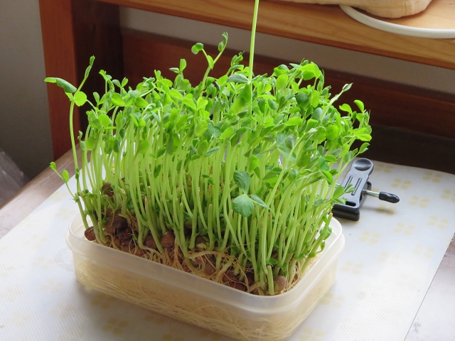 ファイル 45-2.jpg