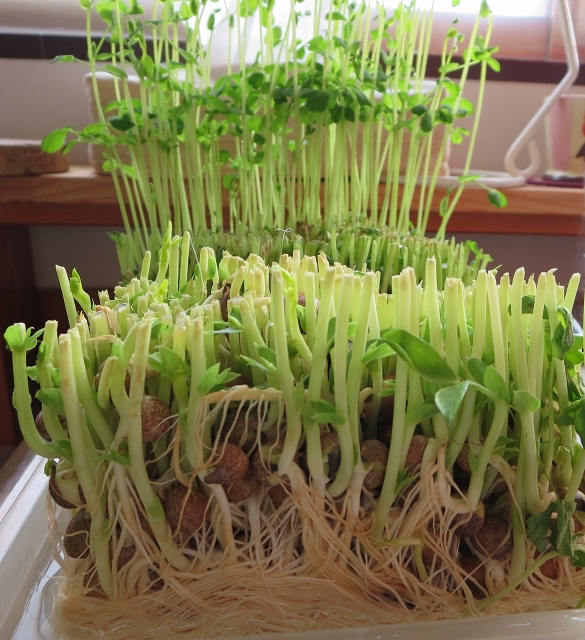 ファイル 48-4.jpg