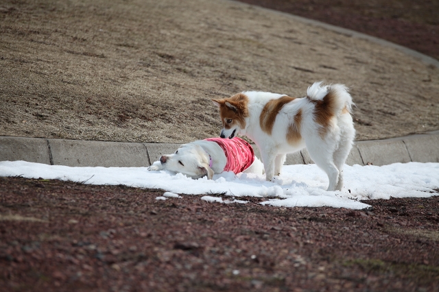 ファイル 50-3.jpg