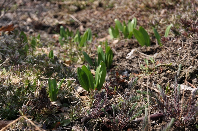 ファイル 59-1.jpg