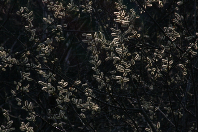 ファイル 61-5.jpg