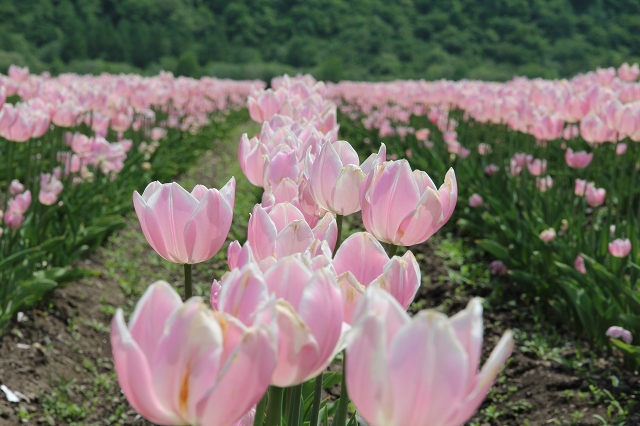 ファイル 76-5.jpg