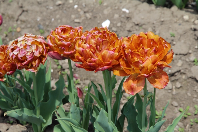 ファイル 76-7.jpg