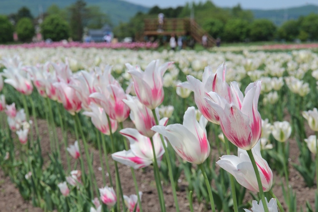 ファイル 76-8.jpg