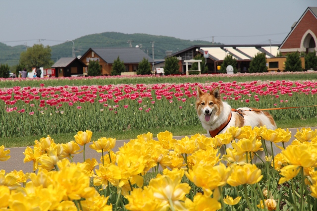 ファイル 77-1.jpg