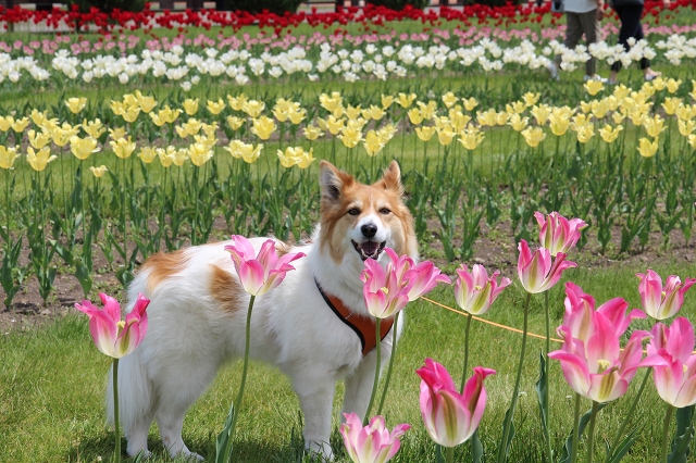 ファイル 77-4.jpg