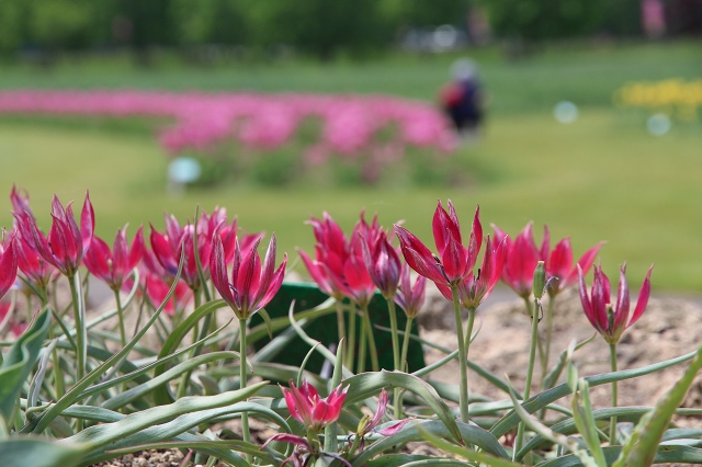 ファイル 77-7.jpg