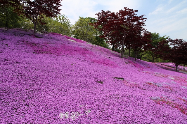 ファイル 78-1.jpg