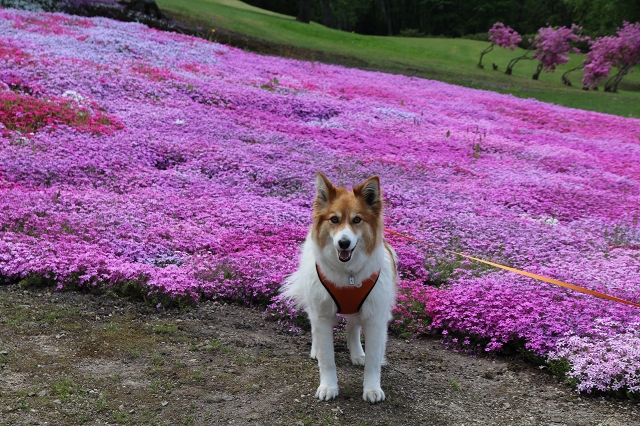 ファイル 78-2.jpg